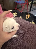 Olaf, a male Chihuahua for sale in Seneca, MO – 7 of 10