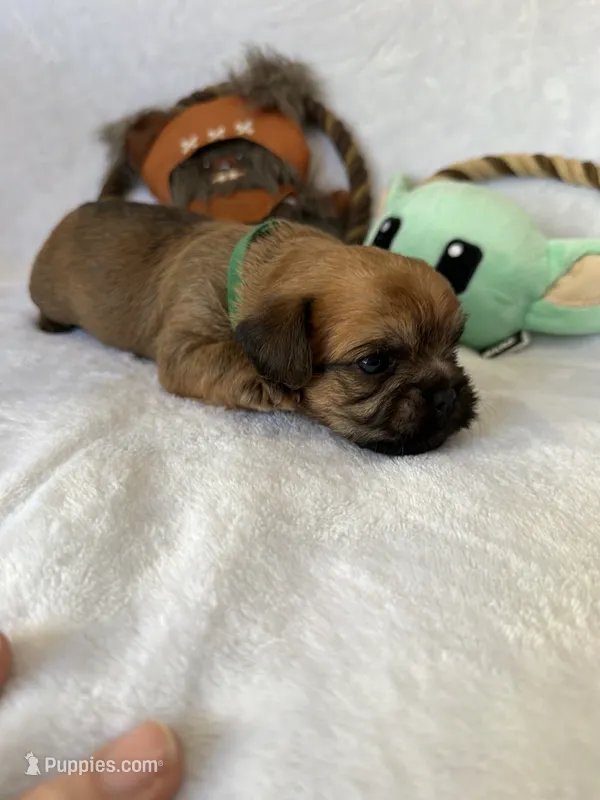 Chubacca (Chewy) – Brussels Griffon puppy for sale in Seneca, MO