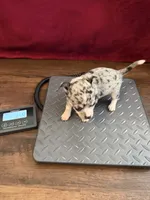Louis akc, a male Chihuahua for sale in Seneca, MO – 5 of 10
