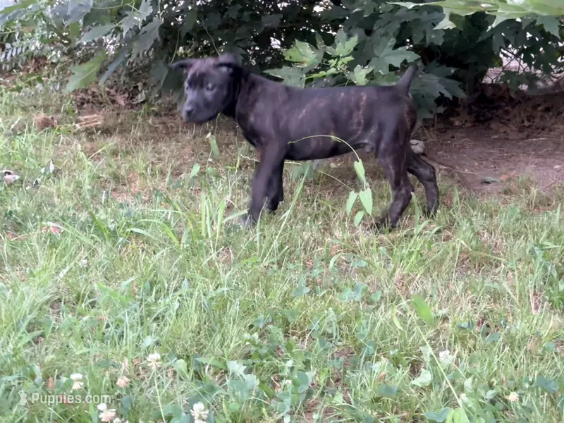Ketch AKC orange collar – Cane Corso puppy for sale in Seneca, MO