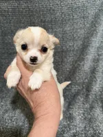 Dave, a male Chihuahua for sale in Seneca, MO – 4 of 6