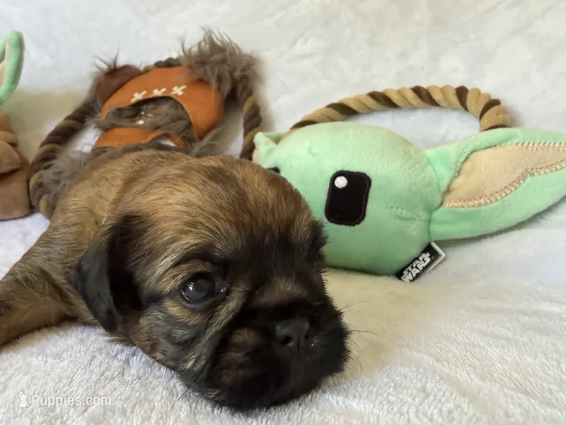 Darth Vader  – Brussels Griffon puppy for sale in Seneca, MO