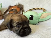 Darth Vader , a male Brussels Griffon for sale in Seneca, MO – 1 of 10