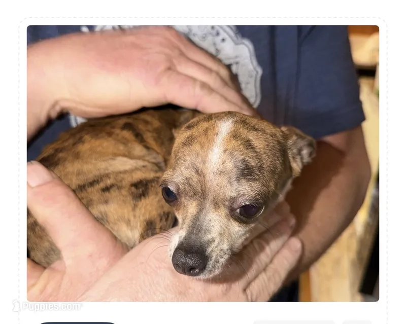 Roxy – Chihuahua puppy for sale in Seneca, MO