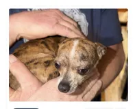 Roxy, a female Chihuahua for sale in Seneca, MO – 1 of 7