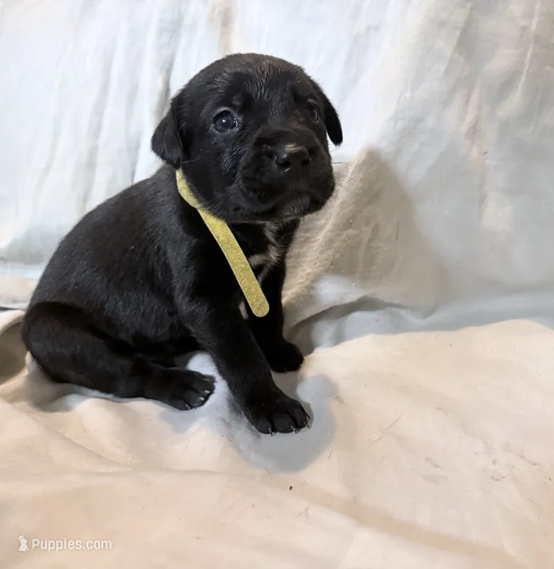 Crowley AKC yellow collar-Delivery Special! – Cane Corso puppy for sale in Seneca, MO