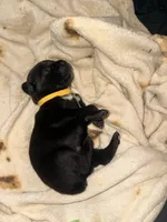 Crowley AKC yellow collar, a male Cane Corso for sale in Seneca, MO – 6 of 7