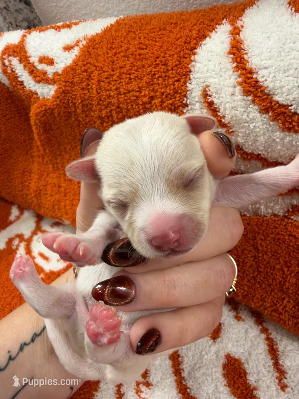 Raven – Chihuahua puppy for sale in Seneca, MO