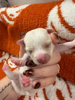 Raven, a female Chihuahua for sale in Seneca, MO – 3 of 5