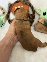 Madolorian, a male Brussels Griffon for sale in Seneca, MO – 4 of 9