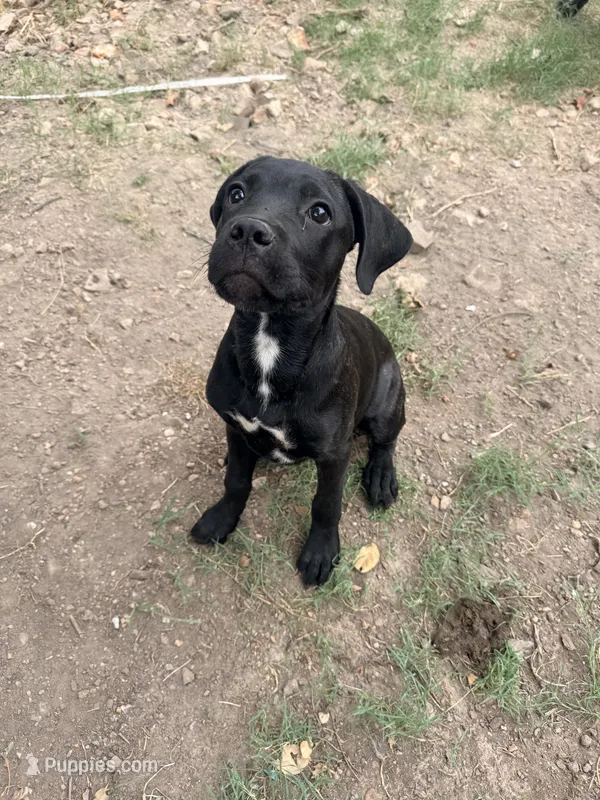 Crowley AKC (age discount) – Cane Corso puppy for sale in Seneca, MO