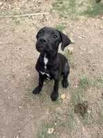 Crowley AKC (age discount), a male Cane Corso for sale in Seneca, MO – 7 of 7