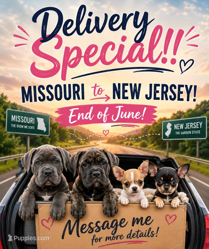 Rufus AKC blue collar -Delivery Special! – Cane Corso puppy for sale in Seneca, MO