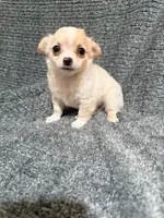 Dave, a male Chihuahua for sale in Seneca, MO – 2 of 6