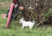 AKC Olaf, a male Chihuahua for sale in Seneca, MO – 8 of 10