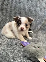 Stuart, a male Chihuahua for sale in Seneca, MO – 8 of 8