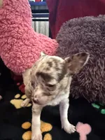 Chanel akc tiny, a female Chihuahua for sale in Seneca, MO – 2 of 9