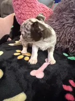 Gucci akc tiny, a female Chihuahua for sale in Seneca, MO – 3 of 9