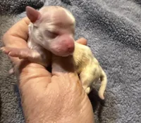 Luna, a female Chihuahua for sale in Seneca, MO – 1 of 4