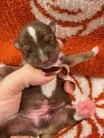 Bates, a male Chihuahua for sale in Seneca, MO – 2 of 6