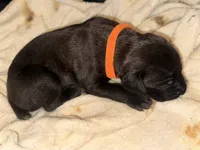 Ketch AKC orange collar, a male Cane Corso for sale in Seneca, MO – 7 of 8