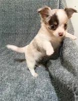 Stuart, a male Chihuahua for sale in Seneca, MO – 3 of 8