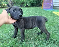 Ketch AKC orange collar, a male Cane Corso for sale in Seneca, MO – 2 of 10