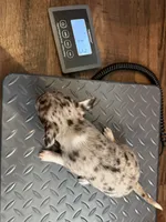 Chanel akc tiny, a female Chihuahua for sale in Seneca, MO – 9 of 9