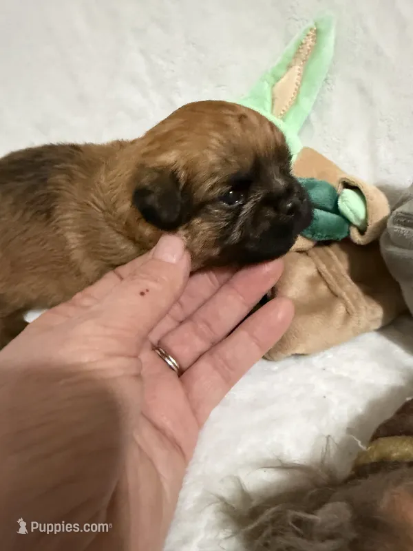 Yoda – Brussels Griffon puppy for sale in Seneca, MO