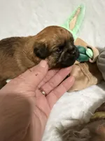 Yoda, a male Brussels Griffon for sale in Seneca, MO – 1 of 5