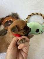 Jawa (Zippy), a male Brussels Griffon for sale in Seneca, MO – 5 of 10