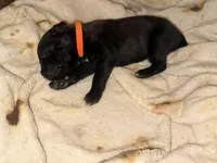 Ketch AKC orange collar, a male Cane Corso for sale in Seneca, MO – 5 of 8