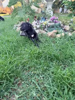 Rufus AKC blue collar , a male Cane Corso for sale in Seneca, MO – 4 of 9