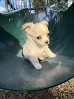 Dave, a male Chihuahua for sale in Seneca, MO – 3 of 6