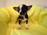 AKC Blackbeard, a male Chihuahua for sale in Seneca, MO – 2 of 8
