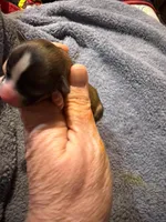 Lupita, a female Chihuahua for sale in Seneca, MO – 2 of 6