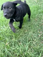Dean AKC green collar, a male Cane Corso for sale in Seneca, MO – 5 of 10