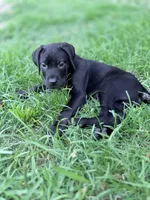 Dean AKC green collar, a male Cane Corso for sale in Seneca, MO – 4 of 10