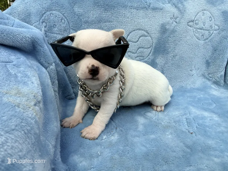Olaf – Chihuahua puppy for sale in Seneca, MO