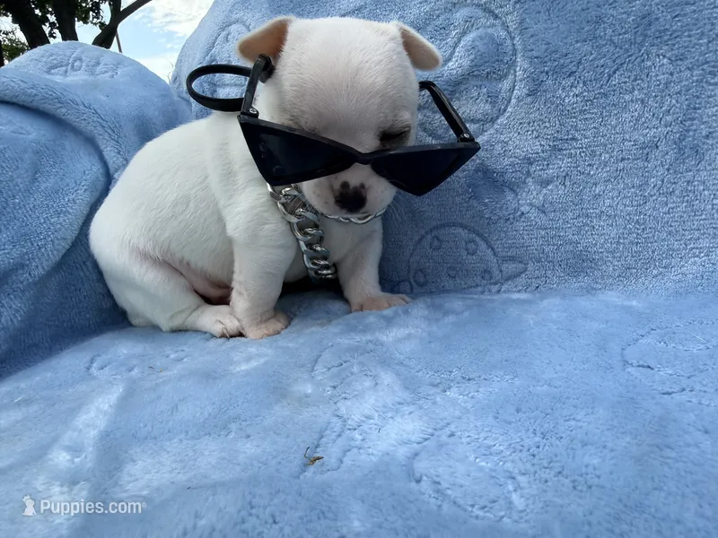 Olaf – Chihuahua puppy for sale in Seneca, MO