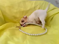 AKC Pearl, a female Chihuahua for sale in Seneca, MO – 4 of 10
