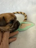 Chubacca (Chewy), a male Brussels Griffon for sale in Seneca, MO – 10 of 10