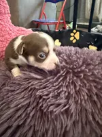 Christoff, a male Chihuahua for sale in Seneca, MO – 2 of 8