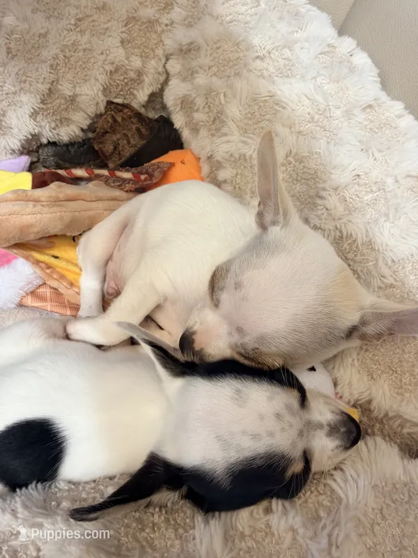 AKC Olaf – Chihuahua puppy for sale in Seneca, MO