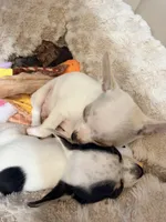 AKC Olaf, a male Chihuahua for sale in Seneca, MO – 1 of 10