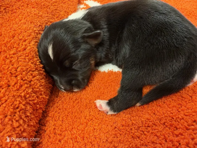Salem – Chihuahua puppy for sale in Seneca, MO