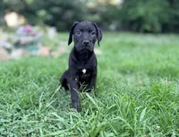 Dean AKC green collar, a male Cane Corso for sale in Seneca, MO – 3 of 10