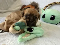 Jawa (Zippy), a male Brussels Griffon for sale in Seneca, MO – 4 of 10