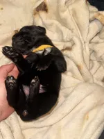 Crowley AKC yellow collar, a male Cane Corso for sale in Seneca, MO – 2 of 7