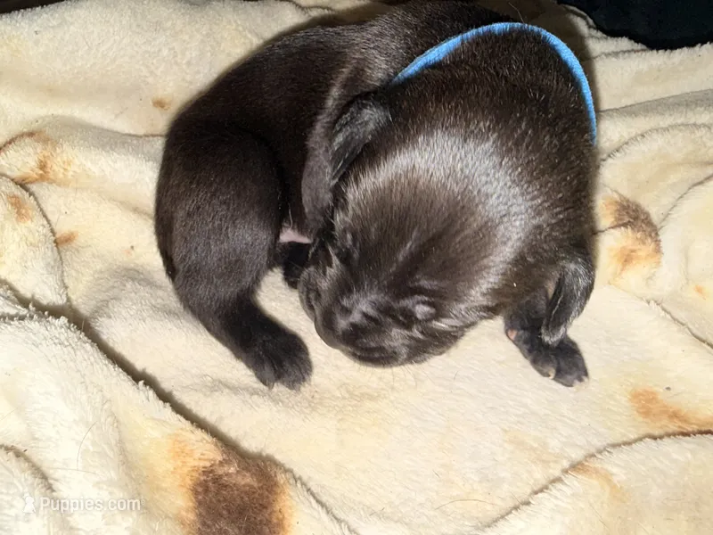 Rufus AKC blue collar -Delivery Special! – Cane Corso puppy for sale in Seneca, MO